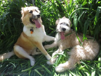 892446_435824669841230_1121983463_o